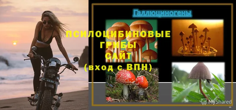 Галлюциногенные грибы Psilocybe  Болгар 